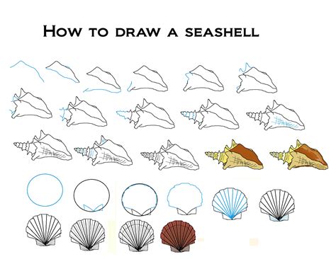 starfish drawing easy|drawing seashells step by step.